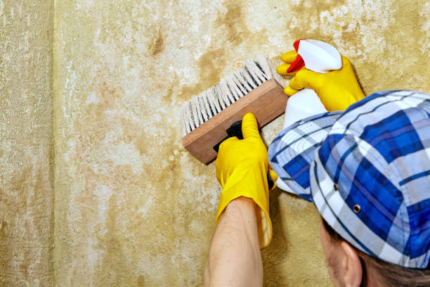 Best Environmental Consulting for Mold Prevention  in Wrightsville, GA