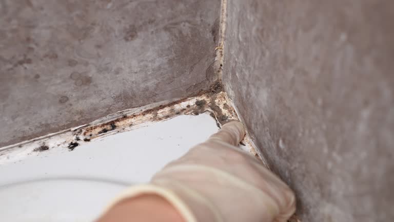 Best Mold-Related Health Consultation  in Wrightsville, GA